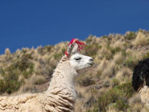A Llama Enflorecido on Salar de Uyuni trip in Bolivia