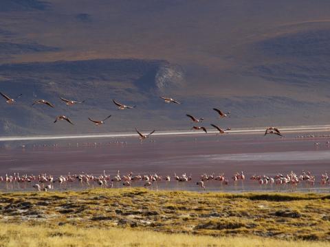 Flamingos in a Lagoon on Salar de Uyuni trip in Bolivia